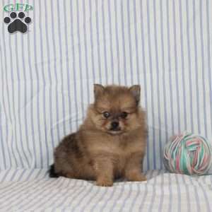 Omar, Pomeranian Puppy